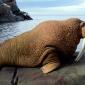 Walrus Bull