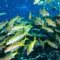 Yellow Goatfish, Great Barrier Reef, Australia