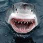 Yipes! Great White Shark, South Australia