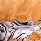 Drawing & Painting Animals Wallpapers 00