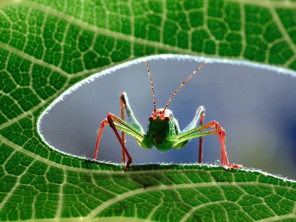 insect_1003