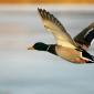duck_flight