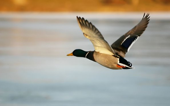 duck_flight