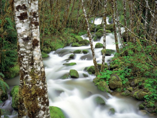 Delta Creek and Alders, Siskiyou National Forest, Oregon