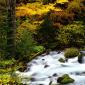Roaring River, Mount Hood National Forest, Oregon