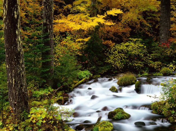 Roaring River, Mount Hood National Forest, Oregon