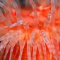 Anemone Tentacles