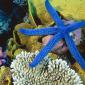 Blue Linckia Sea Star, Great Barrier Reef, Australia