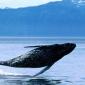 Breaching, Humpback Whale