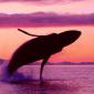 Crimson Flight, Humpback Whale, Alaska