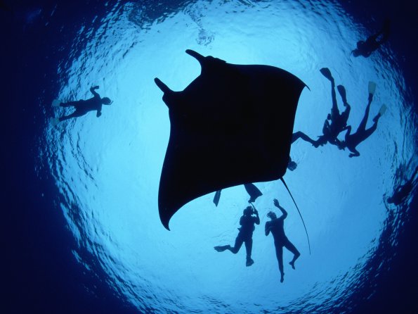 Divers With a Giant Manta Ray
