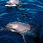 Frolicking Dolphins, Honduras
