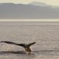 Humpback Whale Tail, Alaska