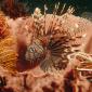 Lionfish Lurking Among Feather Star Crinoids