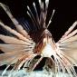 Red Volitans Lionfish, Indo-Pacific