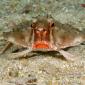 Red-Lipped Batfish, Cocos Island, Costa Rica