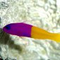 Royal Dottyback, Pacific