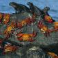 Sally-Lightfoot Crabs and Marine Iguanas