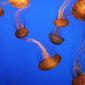 Sea Nettles, Monterey Bay Aquarium, California