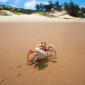 Sidesteppin', Crab, Bazaruto, Mozambique