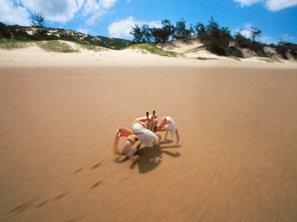 Sidesteppin', Crab, Bazaruto, Mozambique