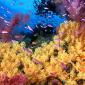 Soft Yellow Corals and Anthias Fish