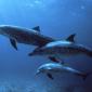 Spotted Dolphins, Bahamas