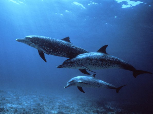 Spotted Dolphins, Bahamas