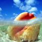 Sunken Treasure, Conch Shell, Bahamas
