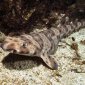 Swell Shark
