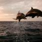 Taking Flight, Bottlenose Dolphins