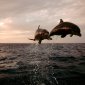 Taking Flight, Bottlenose Dolphins