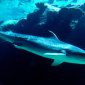 Tiger Shark, Bahamas