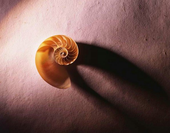 sea_shell_22