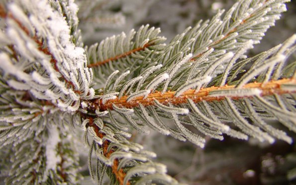 snowy_pine