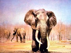 Drawing & Painting Animals Wallpapers 28