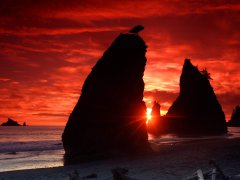 Sea Stacks Knife a Blood-Red Sky, Olympic National Park, Oregon