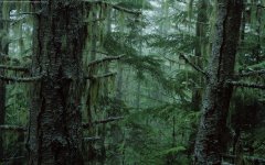 olympic_national_forest