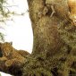 Drawing & Painting Animals Wallpapers 04