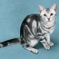 kitten_35
