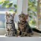 kittens_12