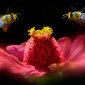 insect_1017