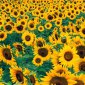 Flowers - 23