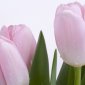 Flowers - 27