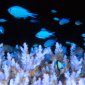 Blue Damselfish