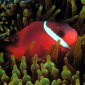 Red and Black Anemonefish