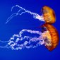 Sea Nettles