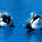Treading Water, Killer Whale