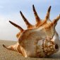sea_shell_03