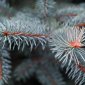pine_needles